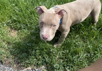 Pit bull for adoption for $450