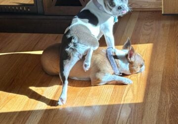 2 full breeded Boston Terrier Dogs
