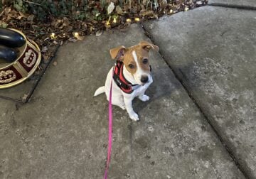 6 Month old Jack Russell Terrier, Female