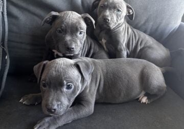 Bluenose Pit Pups Need new homes