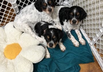 8 week old French Brittany Puppies for sale