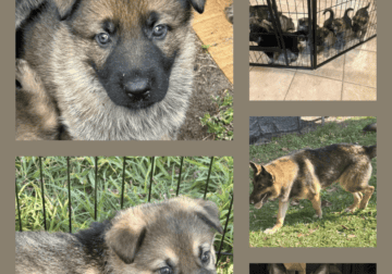 AKC GSD Sable pups for sale Port St Lucie