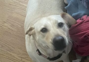 Baylee- young Lab mix