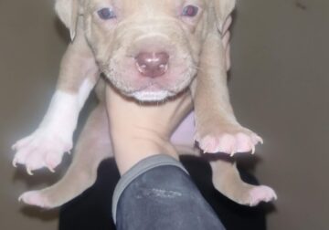 🐾 Adorable Pitbull Puppies Looking for Loving Hom