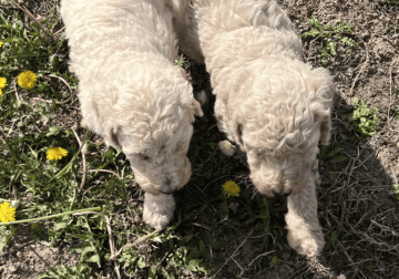 AKC Standard Poodles Puppies