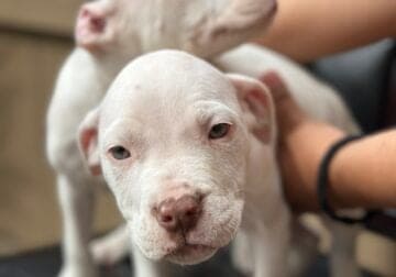 Rehoming Pit bull puppies