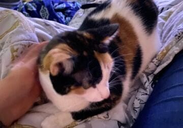 3 year old calico