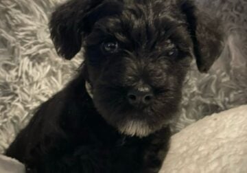 5 sassy schnauzers looking for a furever home