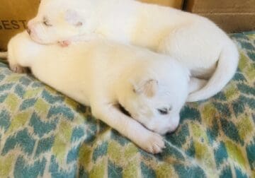 white Siberian huskies puppies