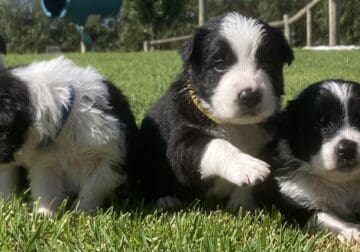 Purebred Border Collie Puppies for sale