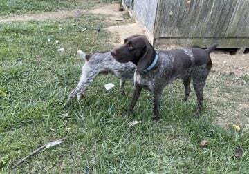 AKC registered GSP male and female