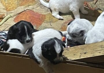 Lab/ Border Collie X puppies $50 rehoming fee