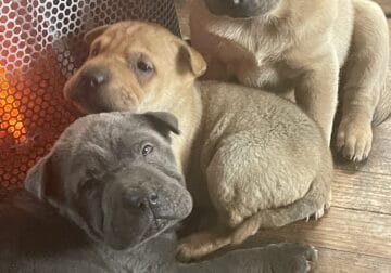 FULL BREED SHAR PEI PUPPIES FOR SALE $700