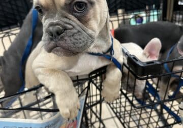 19 week only Frenchie Puppies