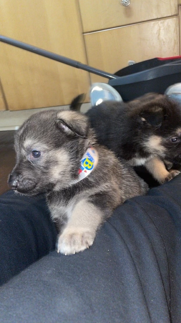 German shepherd puppies | PetClassifieds.com
