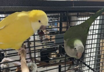 Quaker Parrots (yellow female, green male)