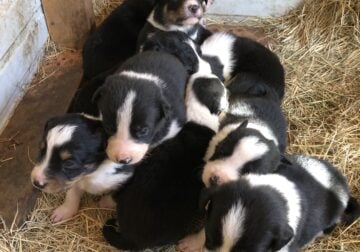 ABCA Border Collies – Champion Imported Bloodlines