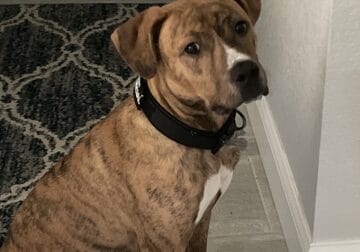 15 month old Boxer/lab mix