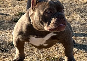Micro exotic Bully 8 months,crown grandson USBR