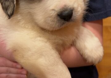 AKC registered Great Pyrenees puppies 8 weeks old