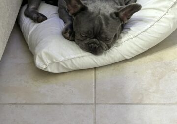 11 month old male blue Frenchie