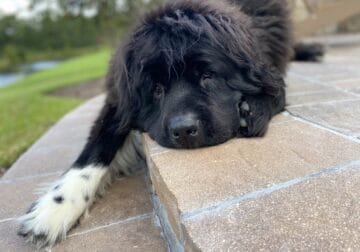 Pure bred Newfoundland to rehome