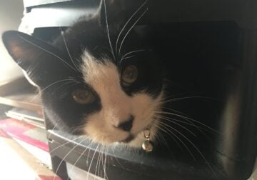 Black & White Tuxedo Young Male Shorthair Kitten C