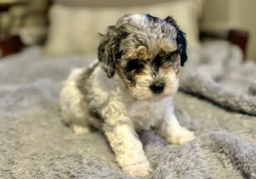 Female Toy Poodle Pup