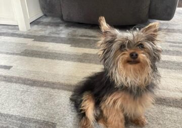 Meet Layla! 6 month old Purebred Yorkshire Terrier