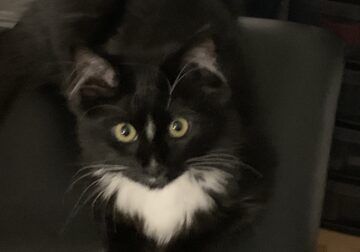 Cleo the Tuxedo kitten looking for a new home!