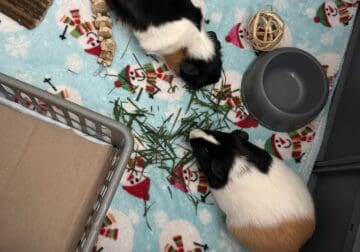 Two male guinea pigs