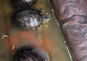 3 red eared sliders up for adoption