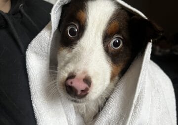 Australian puppy for sale