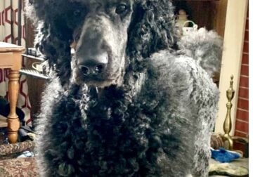 Standard Poodles in search of new home.