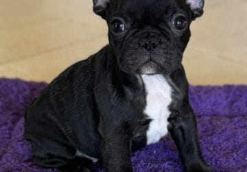 Champion bred French bull dog puppies