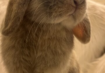 Female Holland lop bunny