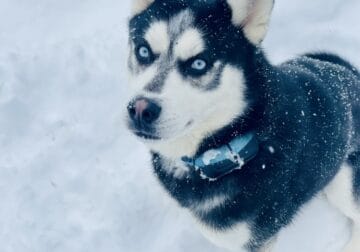 2 Year Old Husky Male
