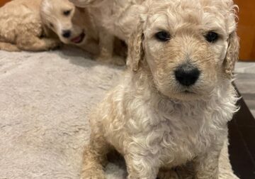 Goldendoodle French vanilla