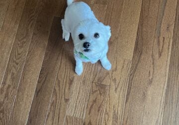 Selling my 5 year old Maltese