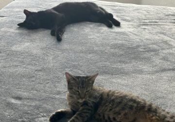 2 Cats for Free – 1 black cat and the other is tab