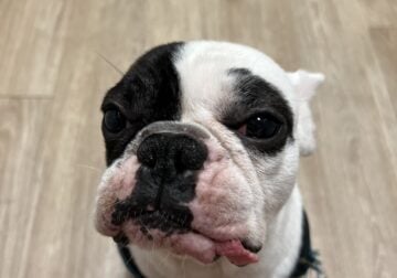 French Bulldog – 2 years old