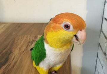 Male Caique Bird, Tame, Talks, 6 Years Old