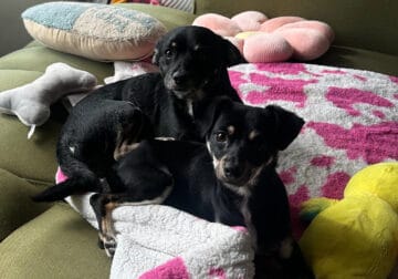 Rescued Chihuahua Mix Brothers Need Forever Home