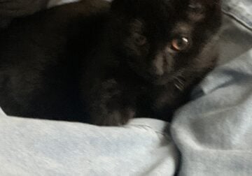 5 month old black (tiny bit of white) cat!