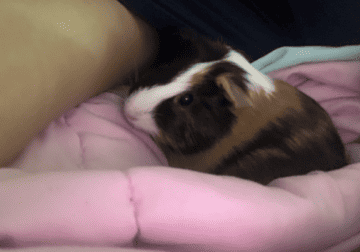 9month old female guinea pig