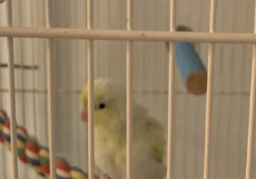 Bonded Parrotlet Pair W/cage
