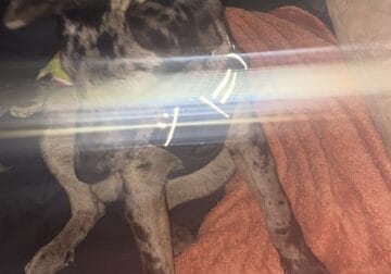 Looking to rehome a 4 month catahoula leopard dog