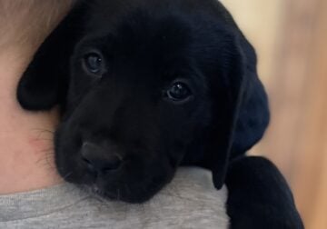 Black lab puppies for adoption