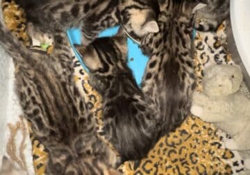Rosette Spotted Bengal Kittens