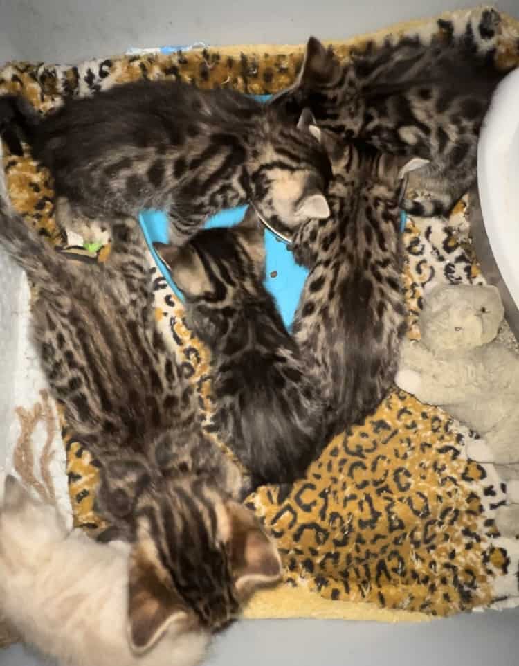 Rosette Spotted Bengal Kittens